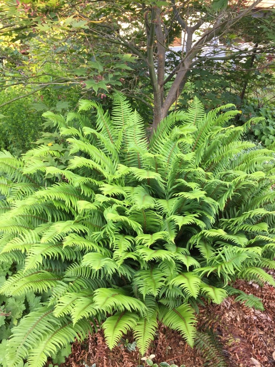 Многорядник страусник обыкновенный