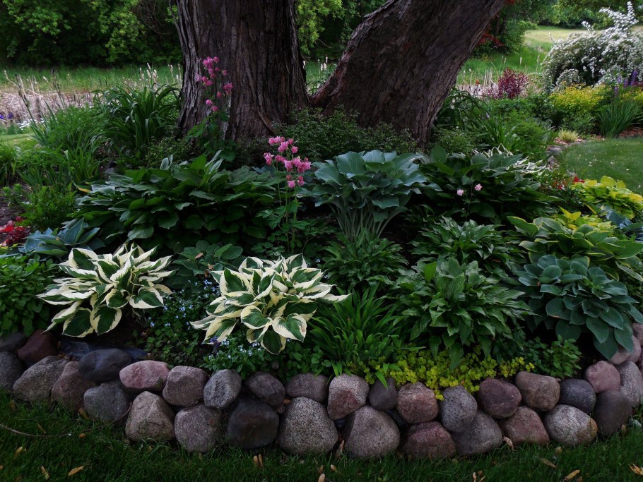 Многолетние цветы растущие в тени и полутени