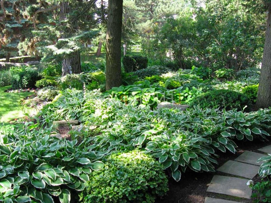 Хоста низкорослая бордюрная