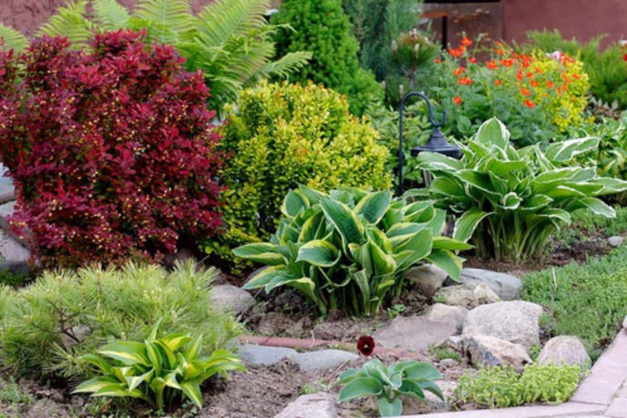 Клематис в миксбордере схема