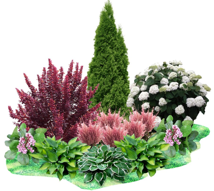 Схемы миксбордеров из кустарников и многолетников