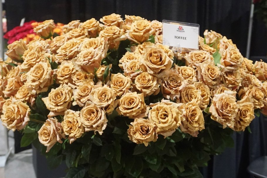 Роза Тоффи энциклопедия