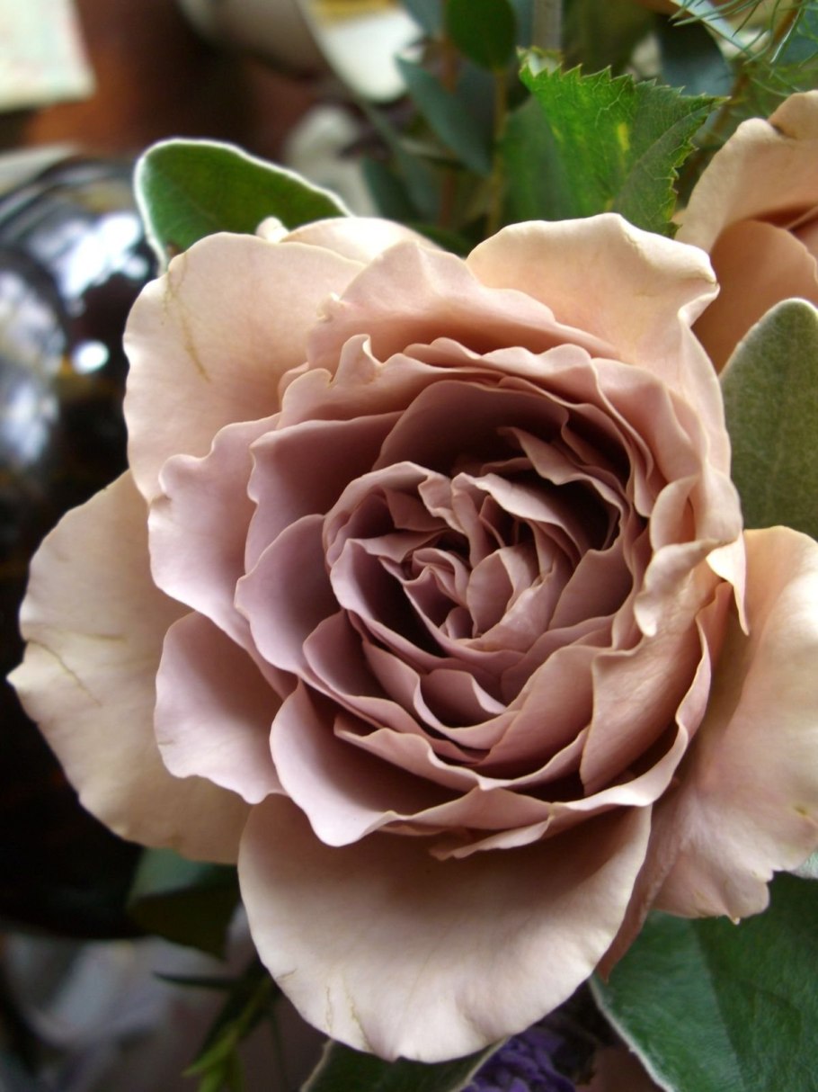 Роза капучино Тантау