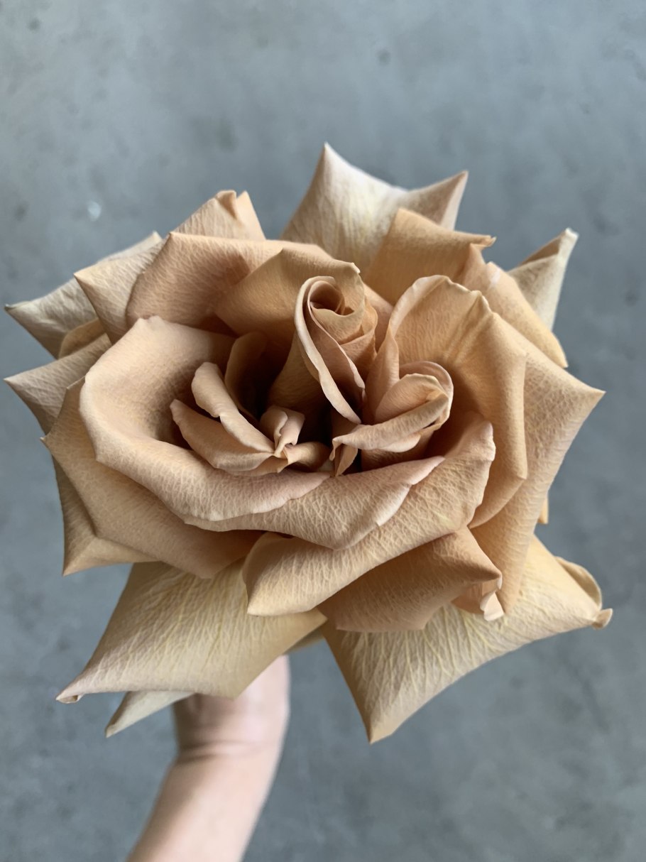 Роза Тоффи куст