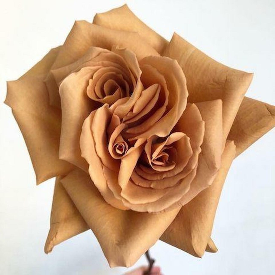 Тоффи Toffee роза