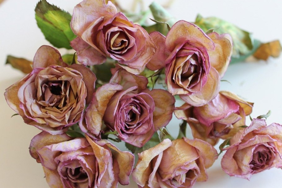 Роза Эквадор Toffee