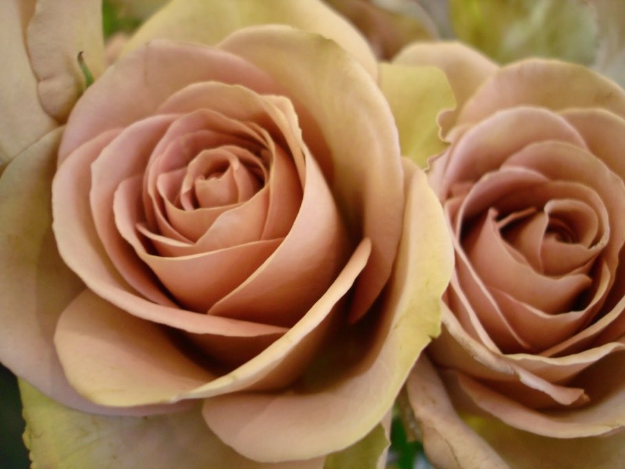 Букет "Тоффи"