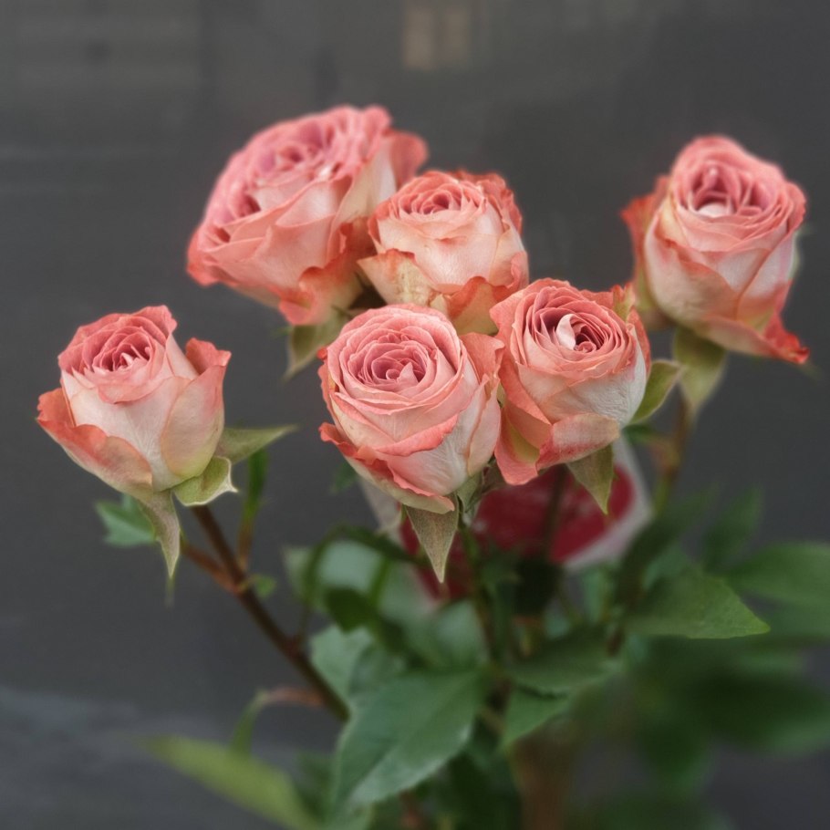 Тоффи роза Эквадор