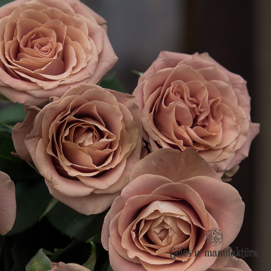 Роза Тоффи кустовая