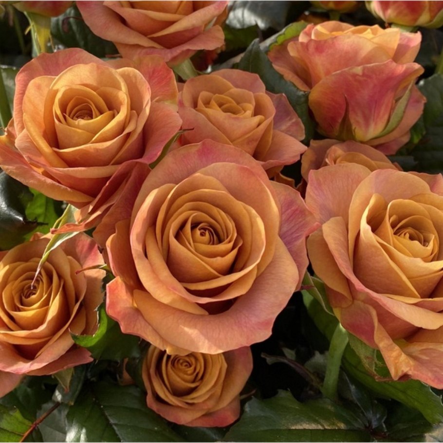 Роза Грин Пинк