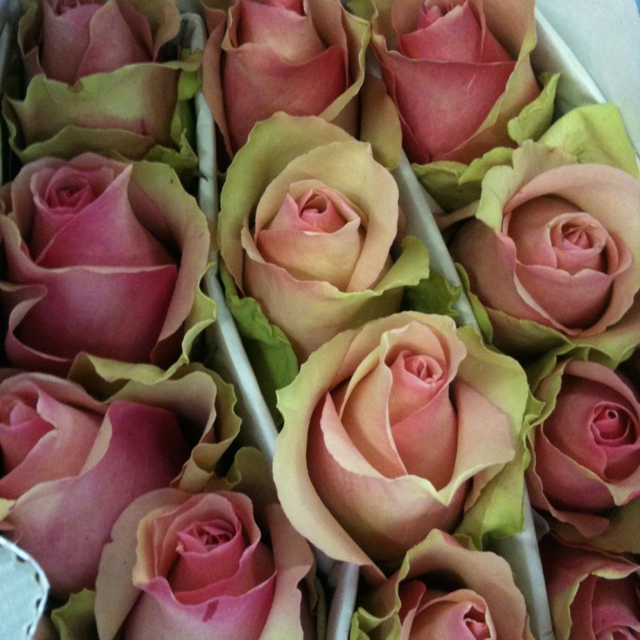 Роза тефф Тоффи