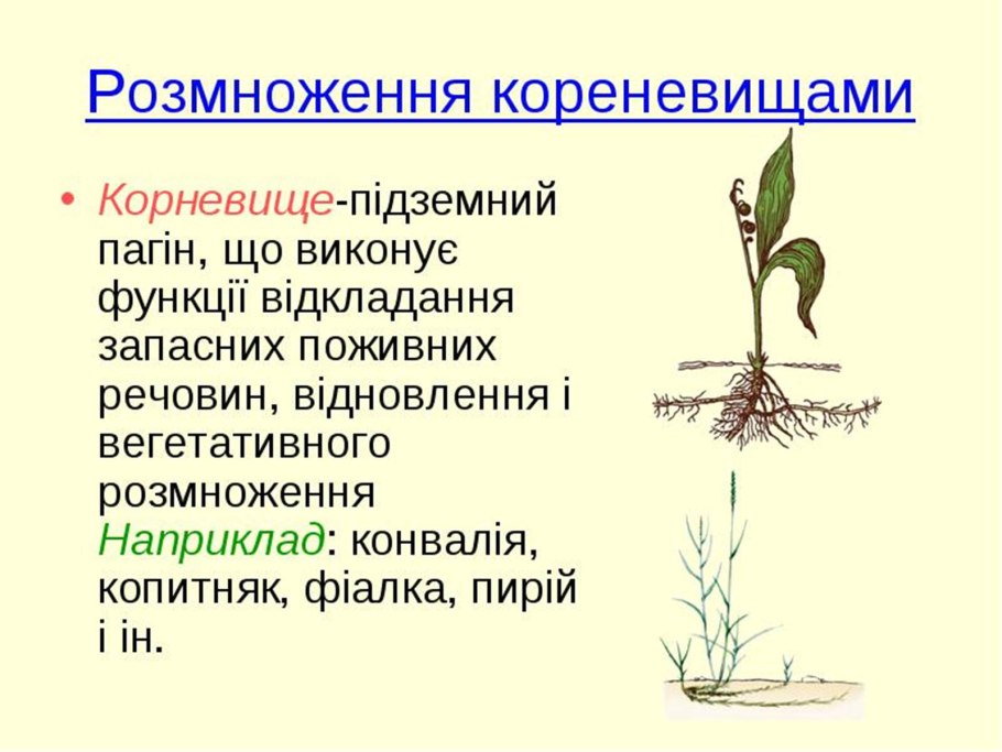 Осот болотный