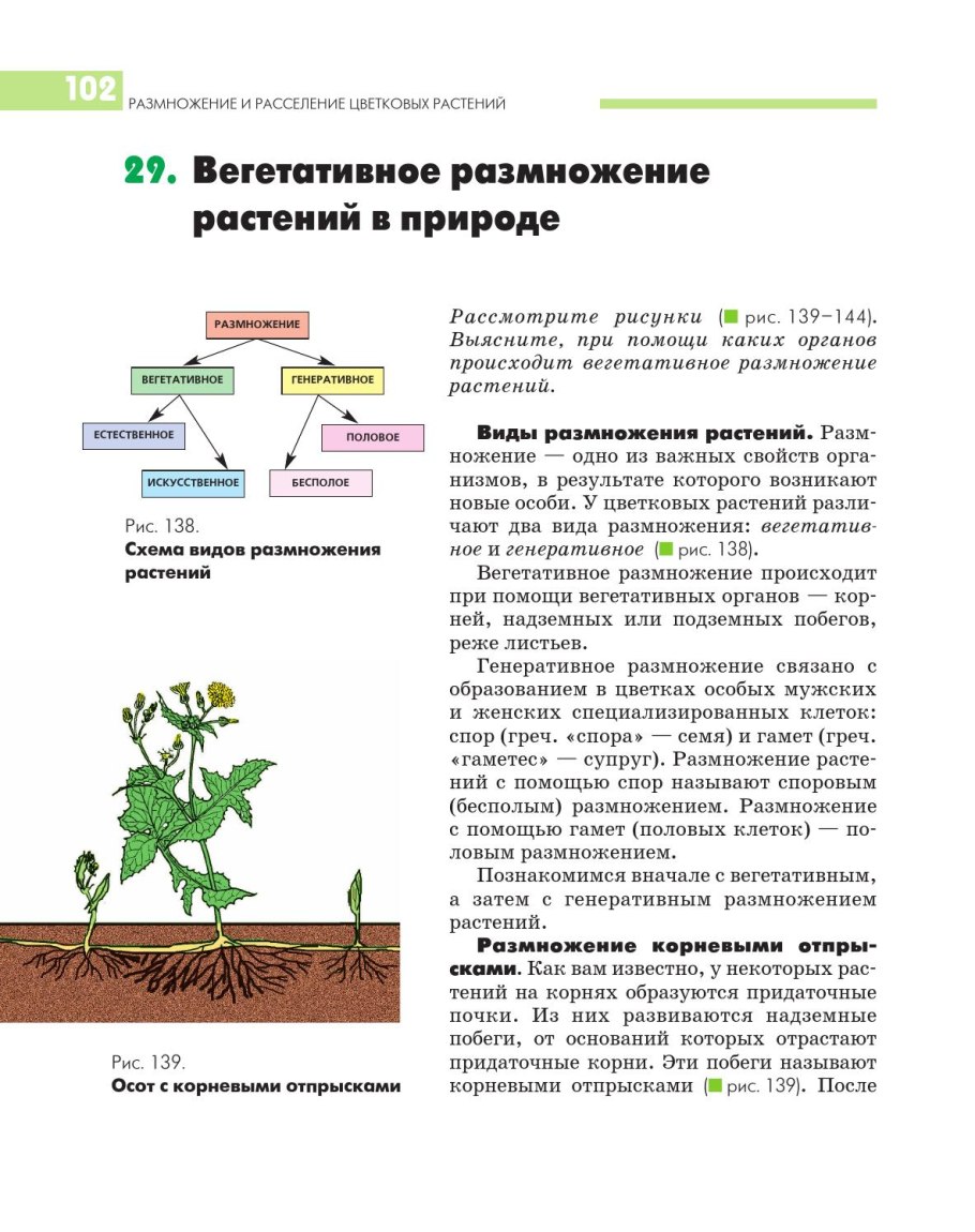 Вегетативное размножение цветковых растений в природе