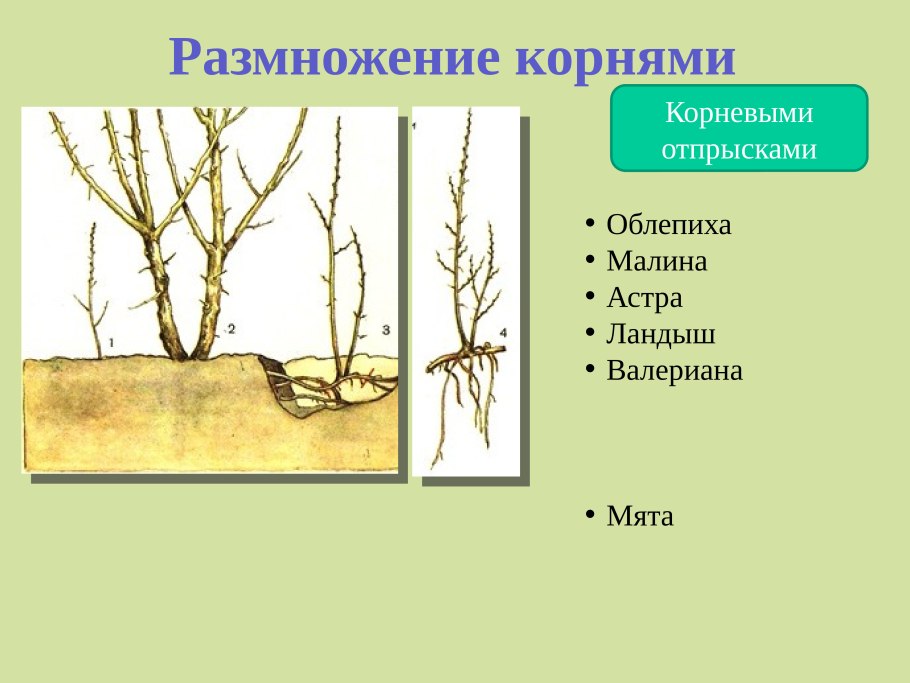 Корневые отпрыски и корневые черенки