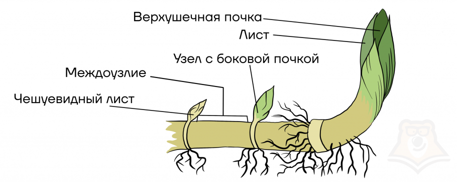 Пырей видоизменение побега
