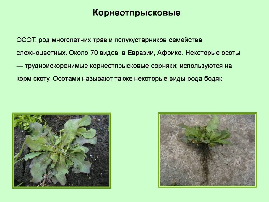 Внешнее строение корня и корневых систем