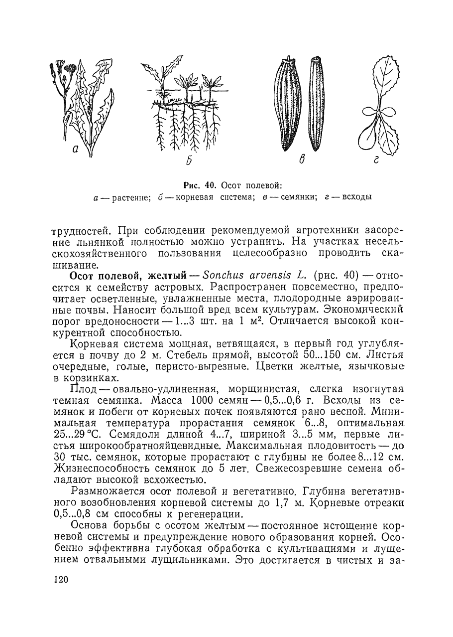 Вегетативное размножение растений черенками
