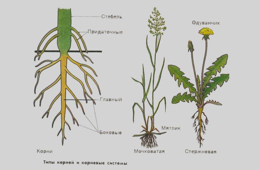 Латук татарский, молокан татарский