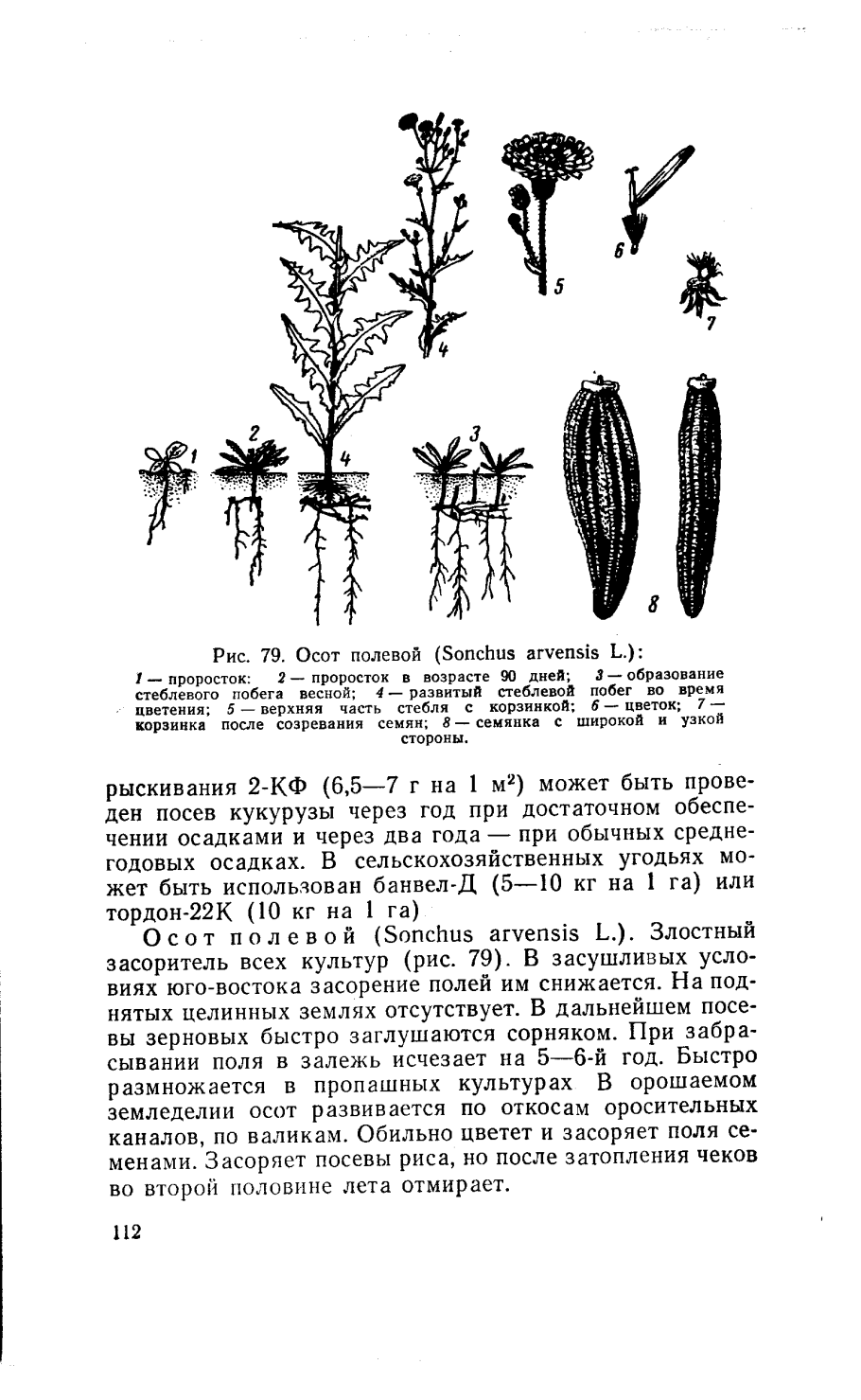 Ирис размножение