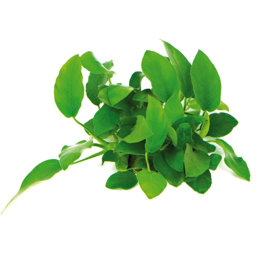 Анубиас бартери Нана (Anubias barteri var. Nana