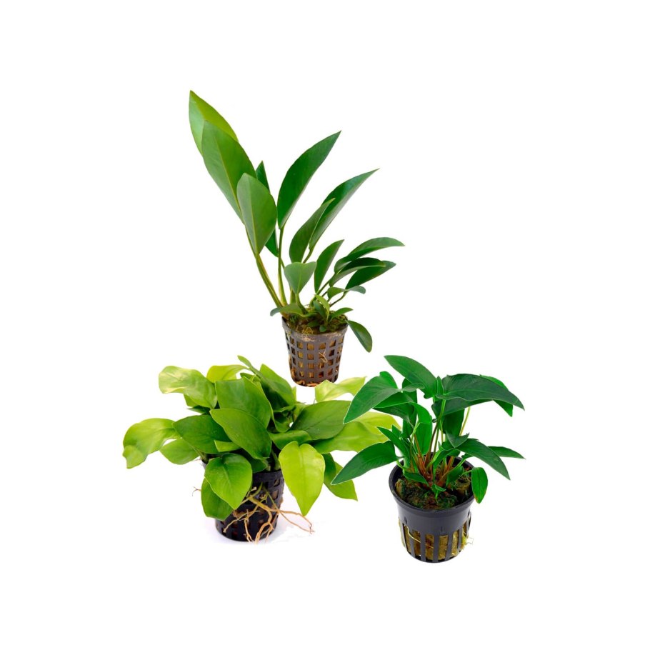 Anubias barteri Striped