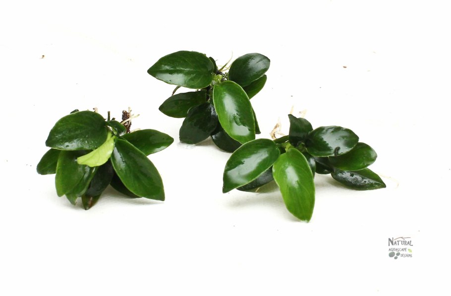 Анубиас Anubias gilletii