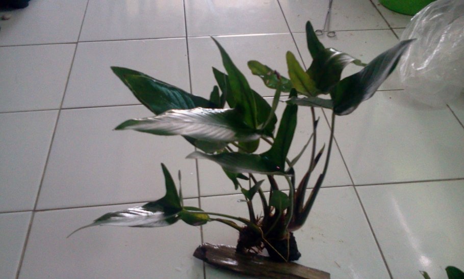 Анубиас Минима (Anubias barteri var. Glabra f. minima)