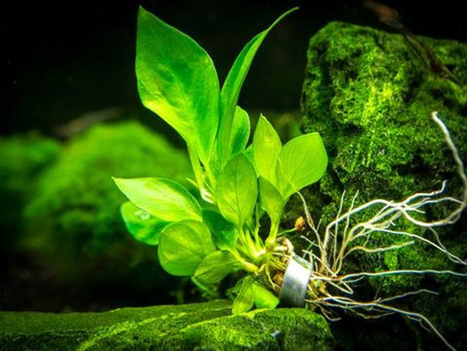 Anubias barteri Diamond