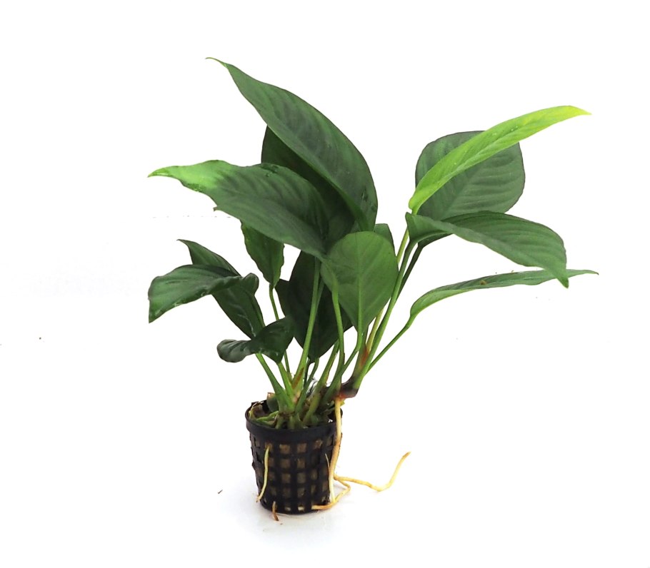 Анубиас бартери Нана (Anubias barteri var. Nana