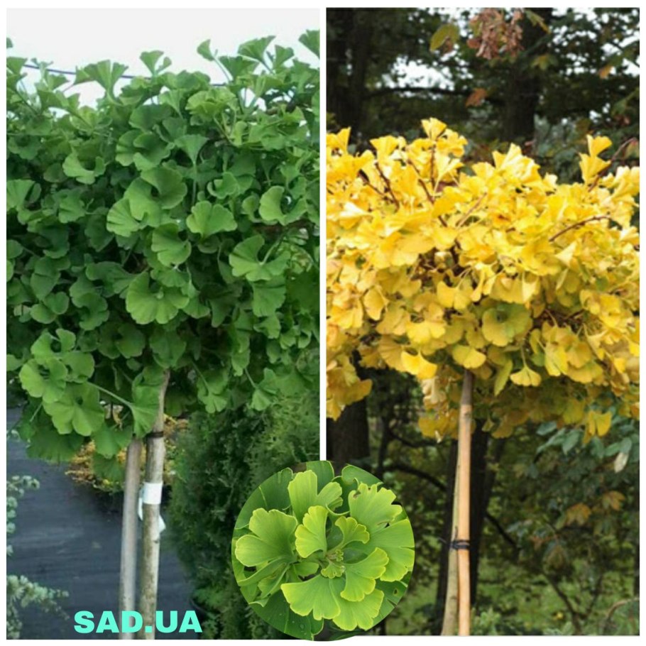 Гинкго билоба Тролль