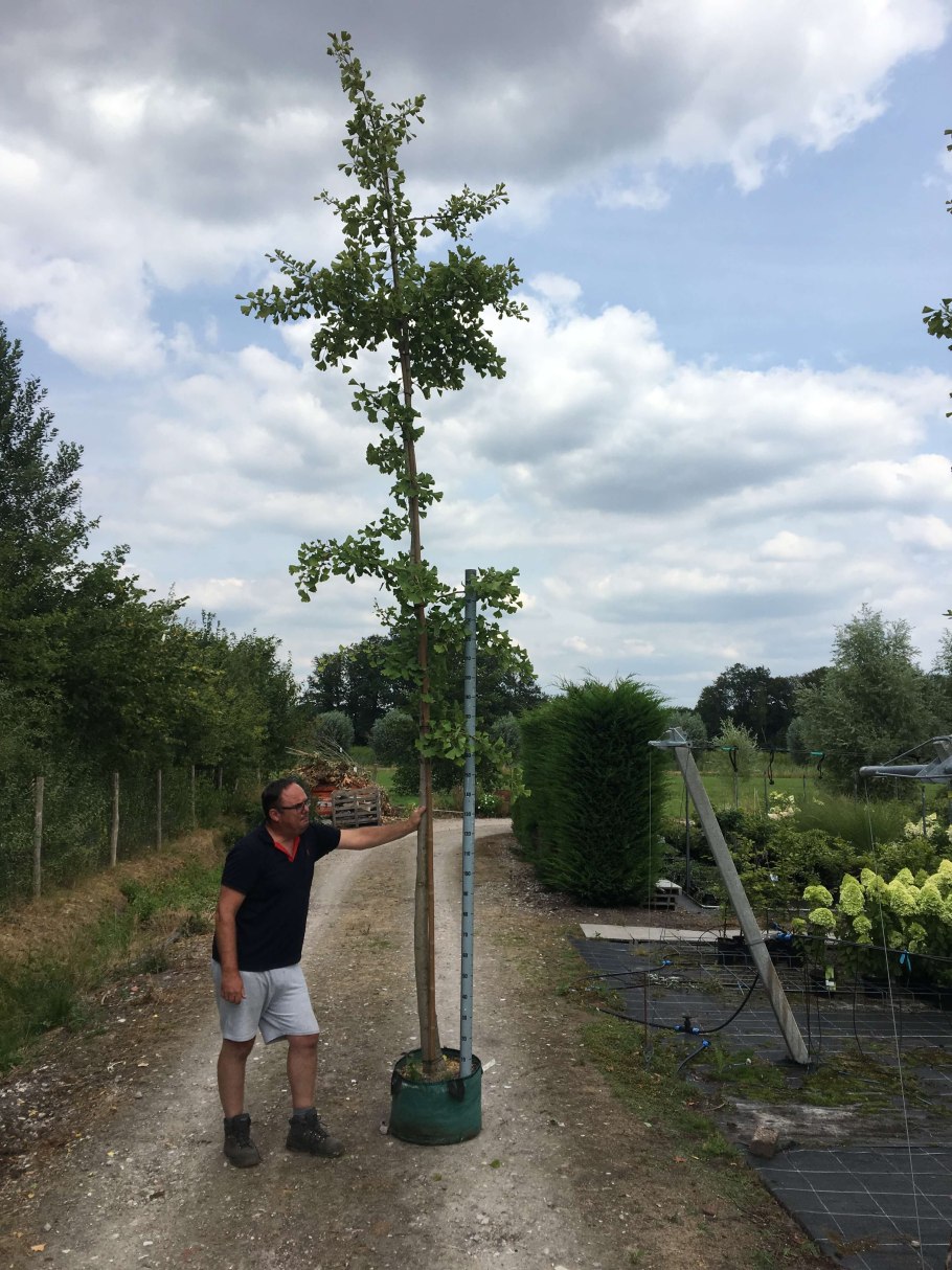 Гинкго двулопастный трол