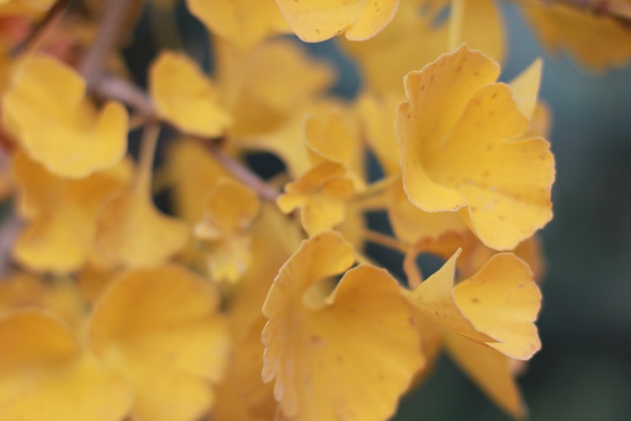 Гинкго билоба Тролль