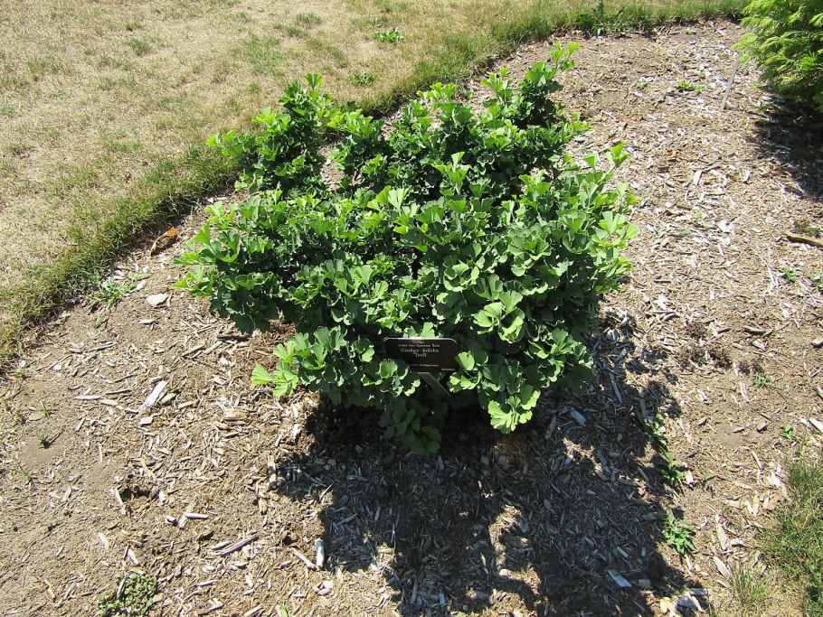 Гинкго билоба "троль" Ginkgo Biloba f. "troll"