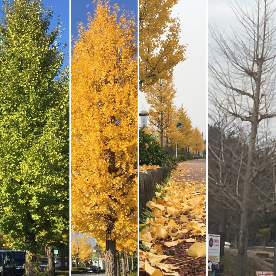 Гинкго Biloba Mariken