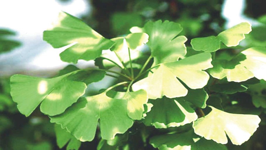 Ginkgo Biloba Spring Grove