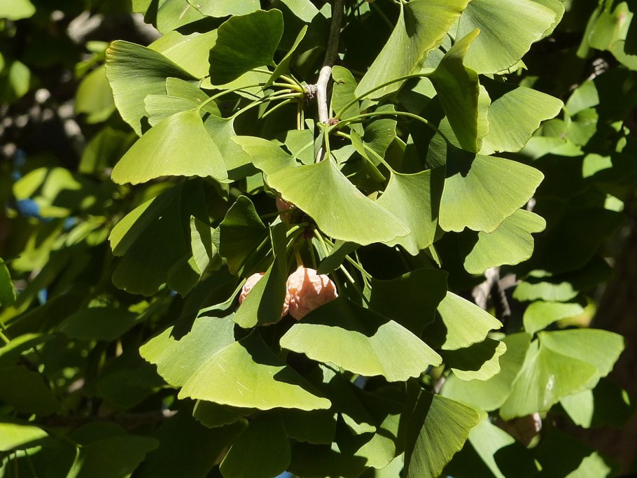 Гинкго в ландшафтном дизайне