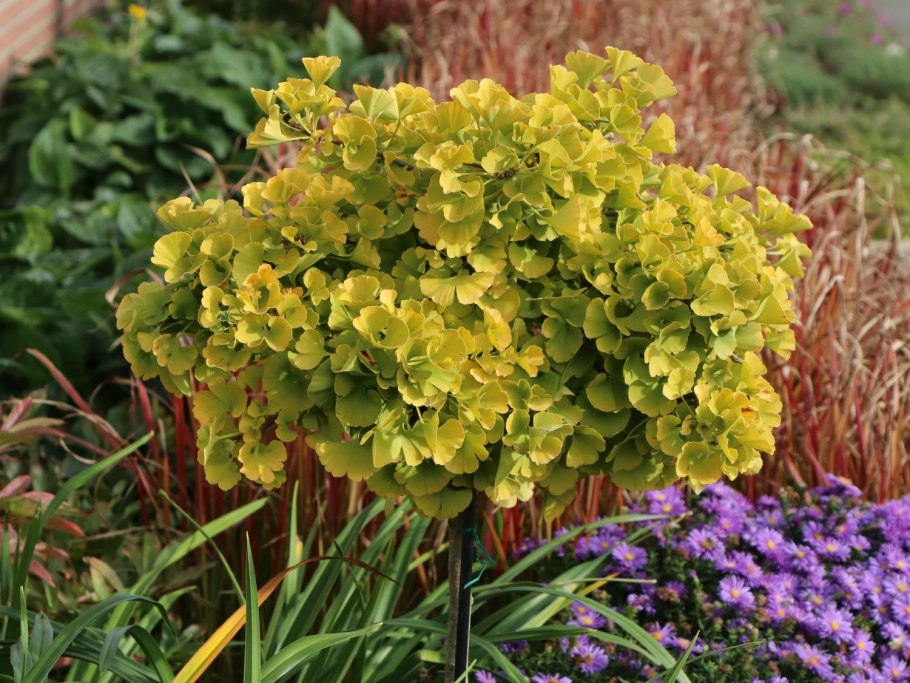 Гинкго билоба капли для детей