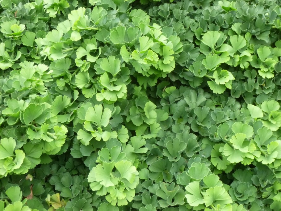 Гинкго Biloba troll