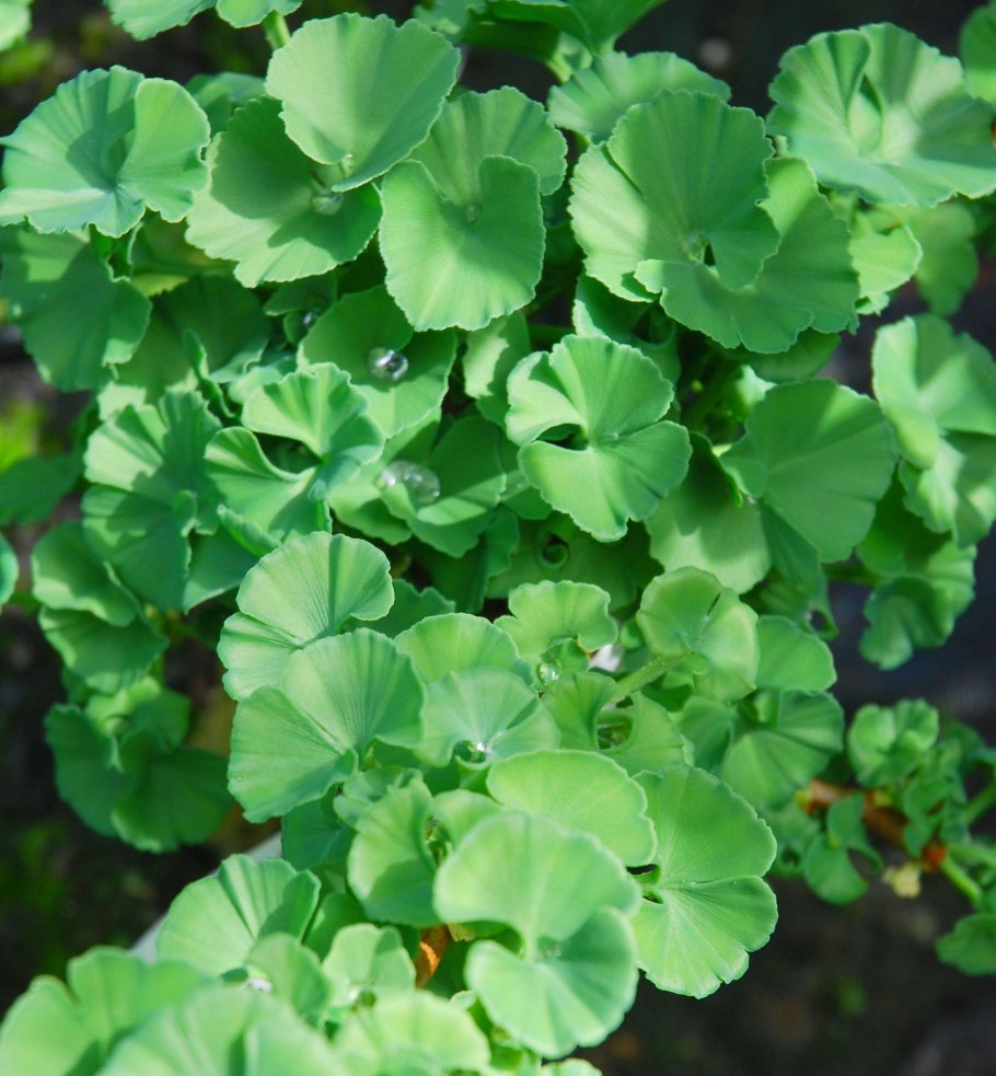 Гинкго Гном