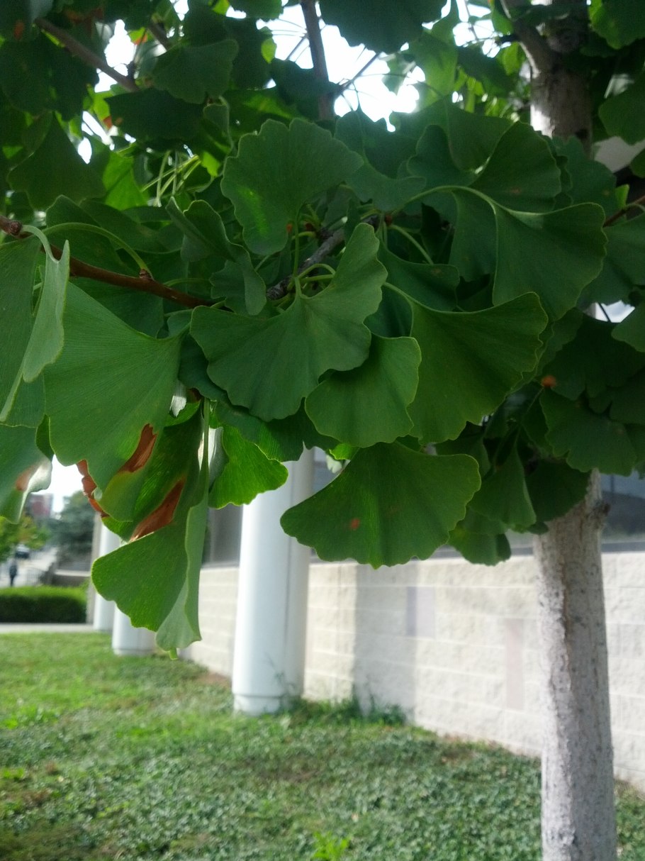 Гинкго билоба "Mariken" (Марикен)