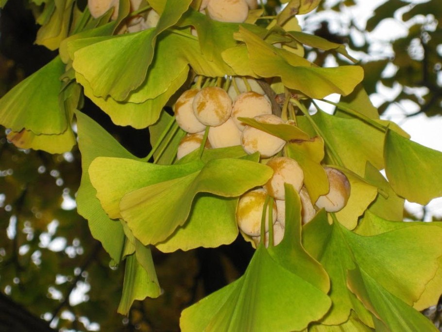 Гинкго билоба