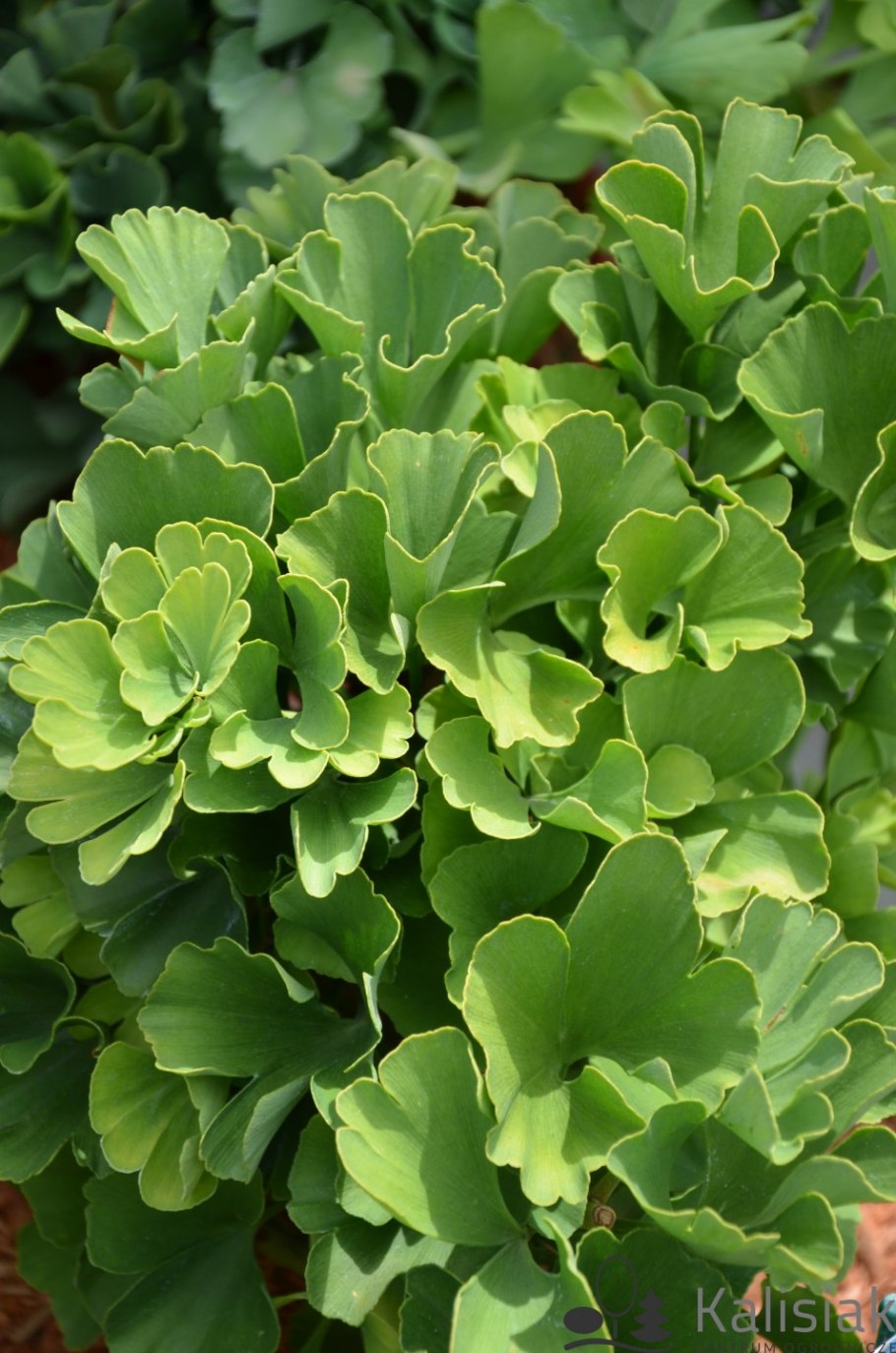 Гинкго двулопастный Тролль