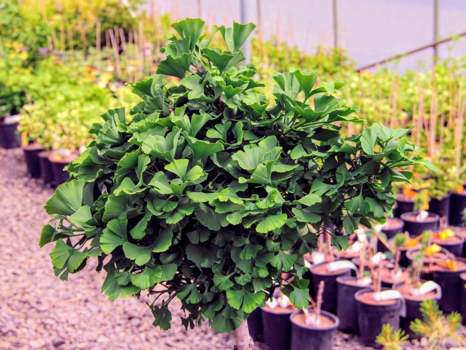 Гинкго Biloba troll