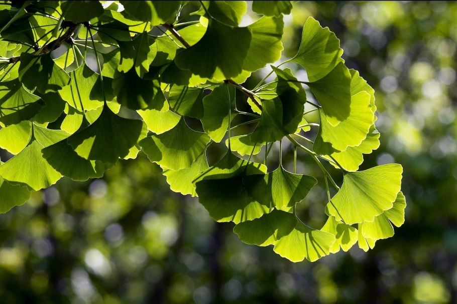 Гинкго двулопастный экстракт