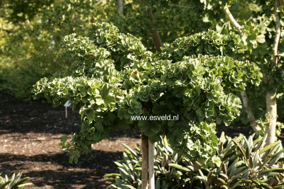 Гинкго Biloba troll