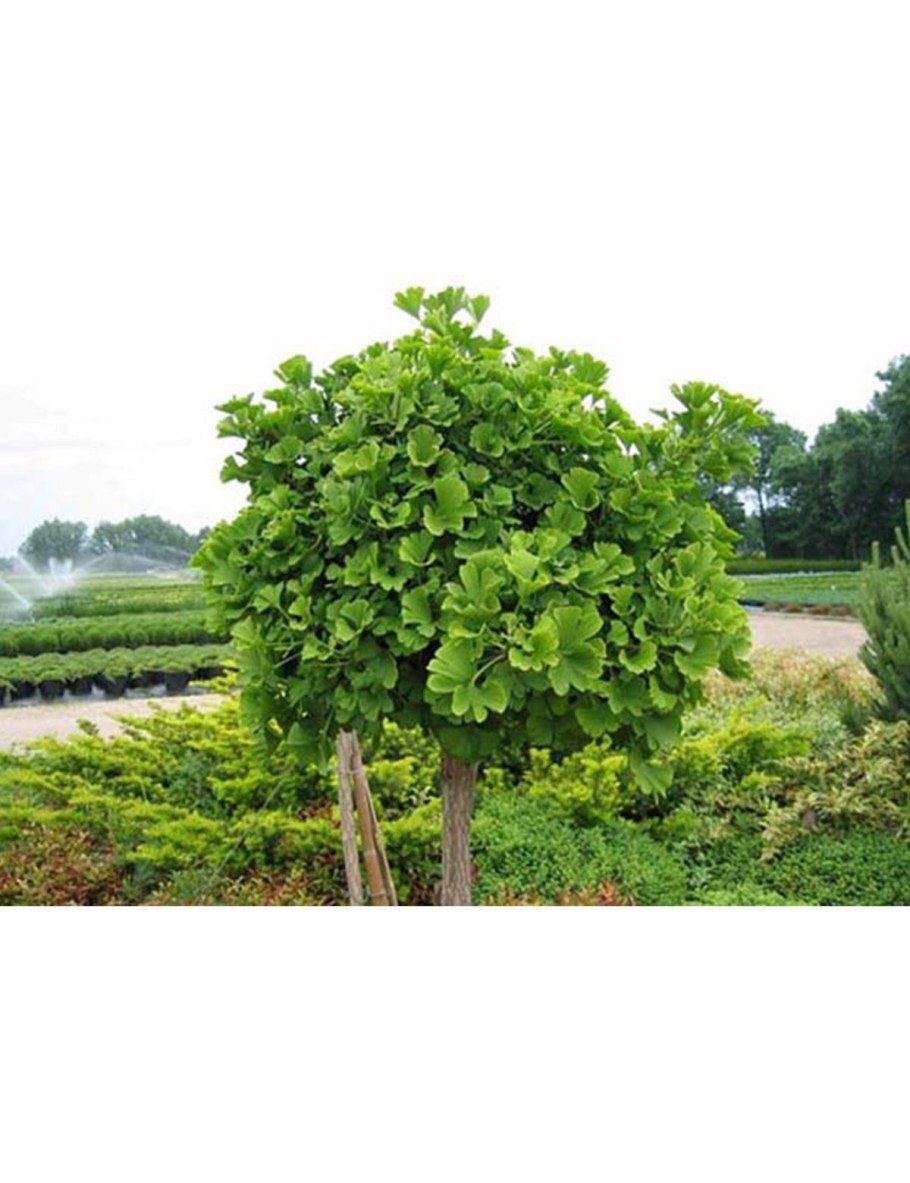 Массажное кресло JB-k002