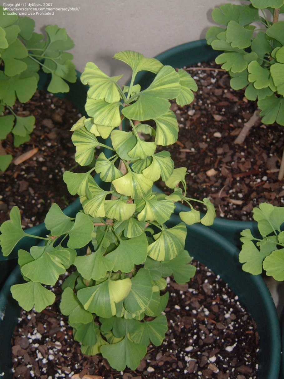 Гинкго двухлопастное Пендула