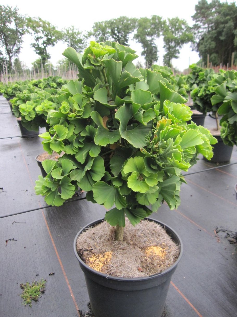 Гинкго билоба Тролль