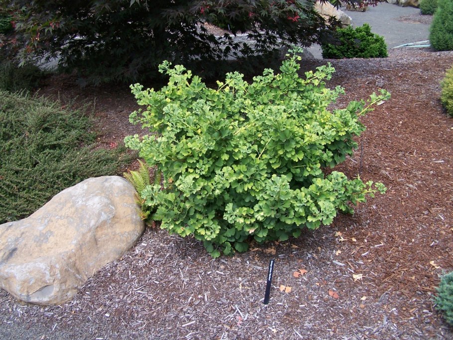 Гинкго Пендула