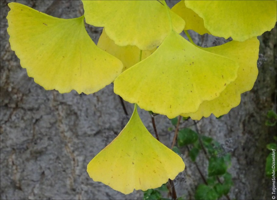 Гинкго двулопастный дерево